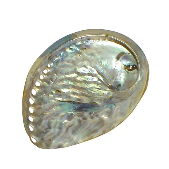 Polished Flame Midas Abalone Shell Specimen - Picture 5 of 6